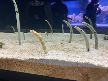 すみだ水族館に投稿された画像（2020/8/22）