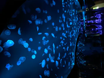 すみだ水族館に投稿された画像（2020/8/22）