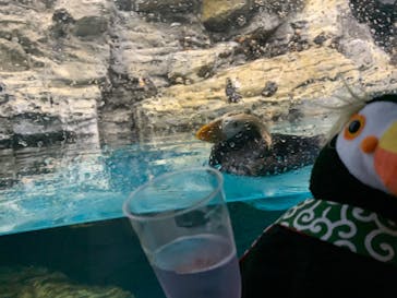 アクアワールド茨城県大洗水族館に投稿された画像（2020/8/22）