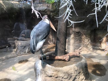 神戸どうぶつ王国に投稿された画像（2020/8/22）