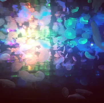 すみだ水族館に投稿された画像（2020/8/22）