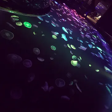 すみだ水族館に投稿された画像（2020/8/22）