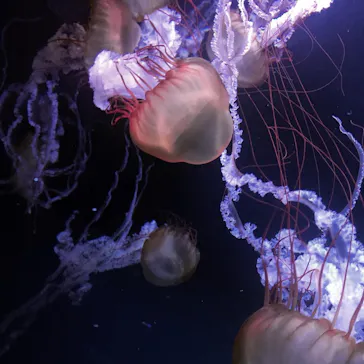 すみだ水族館に投稿された画像（2020/8/22）