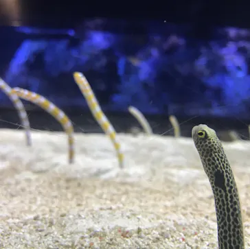 すみだ水族館に投稿された画像（2020/8/22）