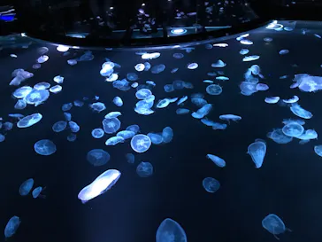 すみだ水族館に投稿された画像（2020/8/22）