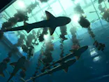 仙台うみの杜水族館に投稿された画像（2020/8/22）
