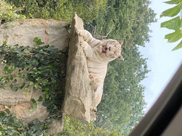 群馬サファリパークに投稿された画像（2020/8/22）