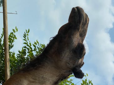 群馬サファリパークに投稿された画像（2020/8/22）