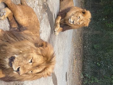 群馬サファリパークに投稿された画像（2020/8/22）