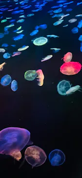 すみだ水族館に投稿された画像（2020/8/22）