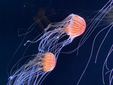 サンシャイン水族館に投稿された画像（2020/8/22）