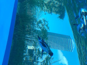 サンシャイン水族館に投稿された画像（2020/8/22）