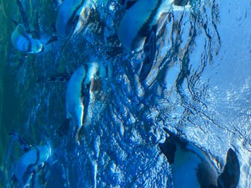 サンシャイン水族館に投稿された画像（2020/8/22）