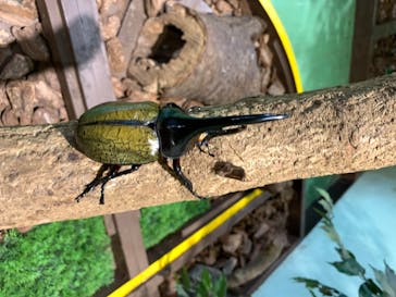 としまえんに投稿された画像（2020/8/23）