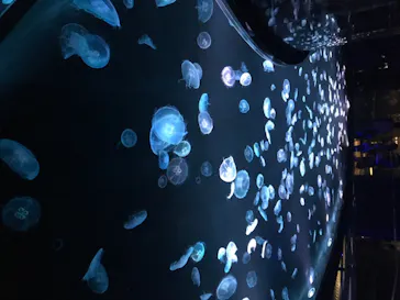 すみだ水族館に投稿された画像（2020/8/23）