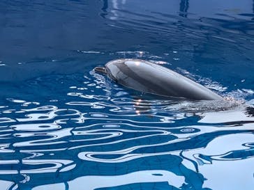 大分マリーンパレス水族館 「うみたまご」に投稿された画像（2020/8/23）