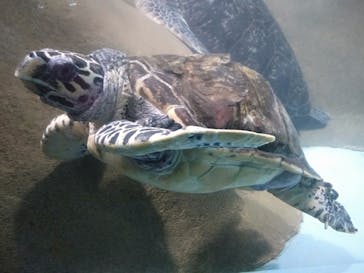 マリンワールド海の中道に投稿された画像（2020/8/23）