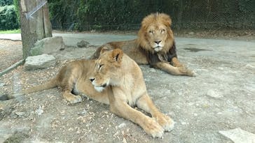 群馬サファリパークに投稿された画像（2020/8/23）