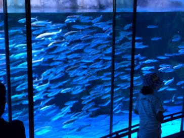 横浜・八景島シーパラダイスに投稿された画像（2020/8/23）