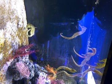 横浜・八景島シーパラダイスに投稿された画像（2020/8/23）