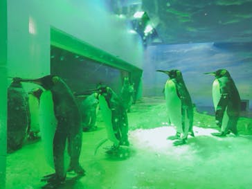 島根県立 しまね海洋館に投稿された画像（2020/8/23）