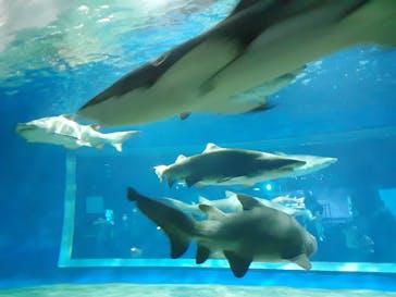 アクアワールド茨城県大洗水族館に投稿された画像（2020/8/23）