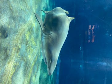 アクアワールド茨城県大洗水族館に投稿された画像（2020/8/23）