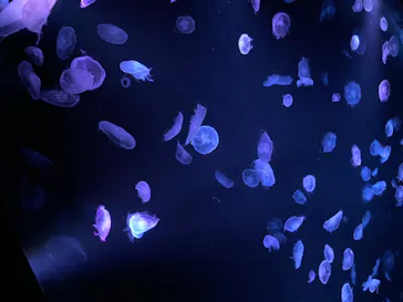 すみだ水族館に投稿された画像（2020/8/23）