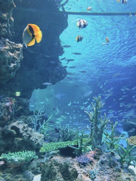 サンシャイン水族館に投稿された画像（2020/8/23）