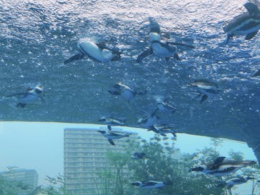 サンシャイン水族館に投稿された画像（2020/8/23）