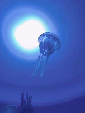 サンシャイン水族館に投稿された画像（2020/8/23）