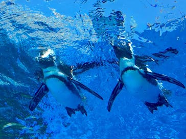 サンシャイン水族館に投稿された画像（2020/8/23）