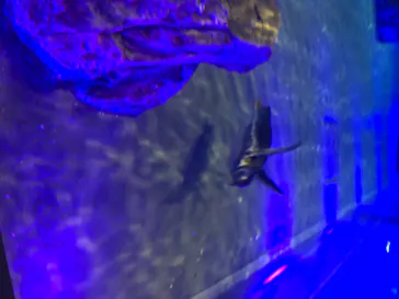 すみだ水族館に投稿された画像（2020/8/23）