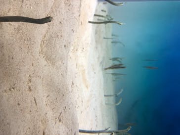 アクアワールド茨城県大洗水族館に投稿された画像（2020/8/23）