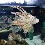 京都水族館に投稿された画像（2020/8/23）