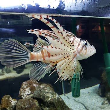 京都水族館に投稿された画像（2020/8/23）