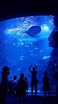 京都水族館に投稿された画像（2020/8/23）