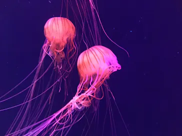 すみだ水族館に投稿された画像（2020/8/23）