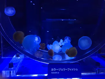 すみだ水族館に投稿された画像（2020/8/23）
