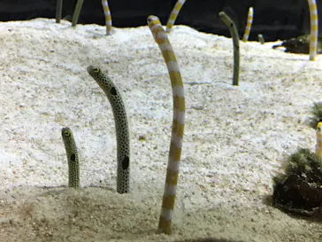 すみだ水族館に投稿された画像（2020/8/23）