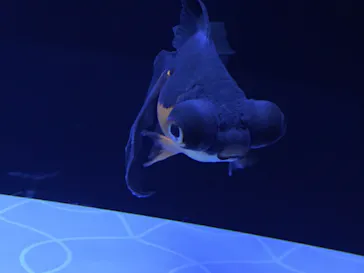 すみだ水族館に投稿された画像（2020/8/23）