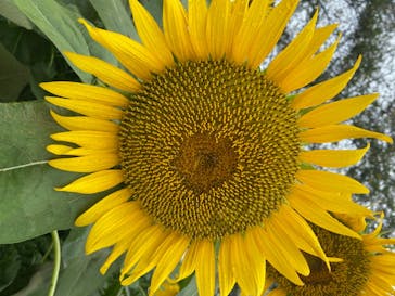 成田ゆめ牧場に投稿された画像（2020/8/23）