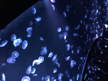 すみだ水族館に投稿された画像（2020/8/23）