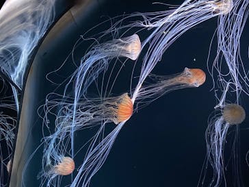 サンシャイン水族館に投稿された画像（2020/8/23）