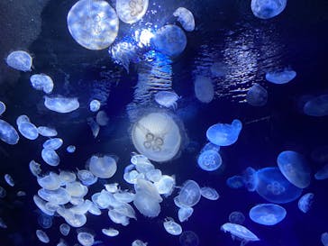 サンシャイン水族館に投稿された画像（2020/8/23）