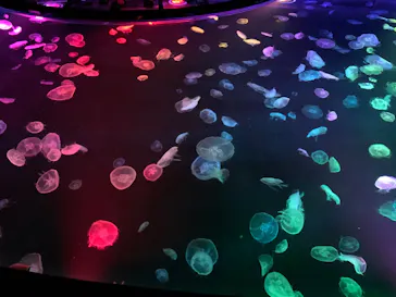 すみだ水族館に投稿された画像（2020/8/23）