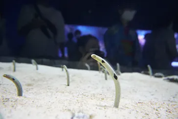 すみだ水族館に投稿された画像（2020/8/23）