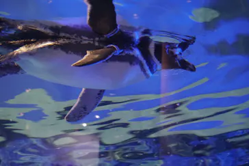 すみだ水族館に投稿された画像（2020/8/23）