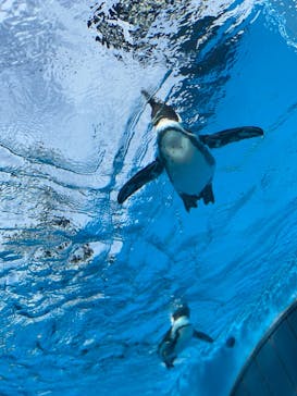 サンシャイン水族館に投稿された画像（2020/8/23）