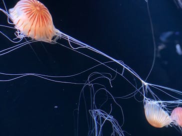 サンシャイン水族館に投稿された画像（2020/8/23）